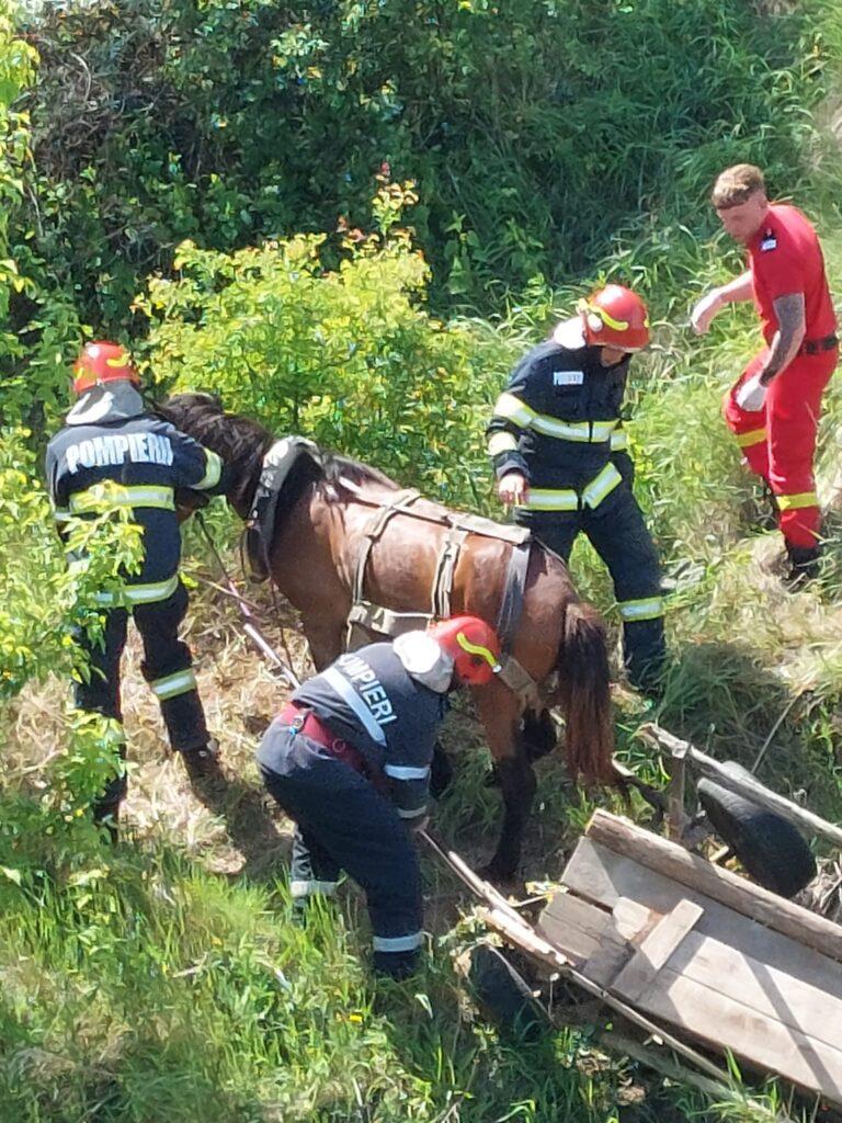 Salvare animale Miroslava