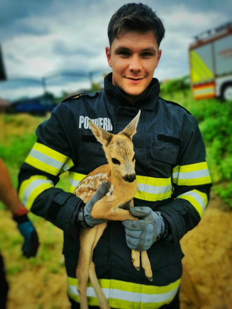 Salvare pui de căprioară Iași